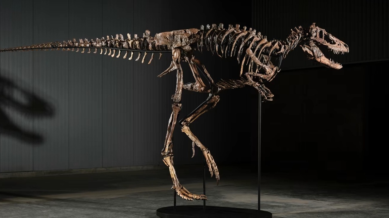Nanotyrannus skeleti Sotheby’s auksionida $47,3 mlnga sotildi